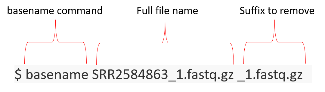 basename structure